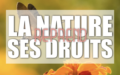 🌿 La nature est de retour au collège ! 🐝🦋